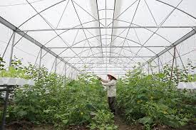 Bình Giang có hơn 17 nghìn mét vuông nhà màng, nhà lưới sản xuất nông nghiệp   	
